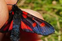 Zygaena trifolii