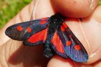 Zygaena trifolii