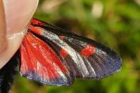 Zygaena trifolii