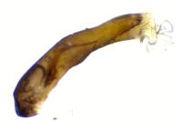 Adscita statices