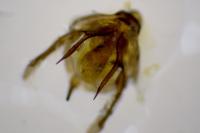 Jordanita globulariae