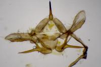 Jordanita globulariae