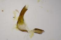 Jordanita globulariae