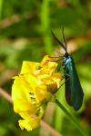 Jordanita globulariae
