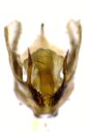 Jordanita globulariae