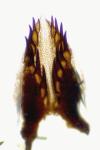 Zygaena viciae