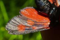 Zygaena viciae