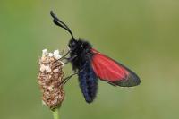 Zygaena purpuralis