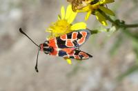 Zygaena fausta