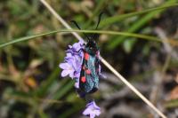 Zygaena lonicerae