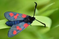 Zygaena trifolii