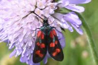 Zygaena filipendulae