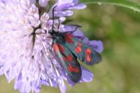 Zygaena filipendulae