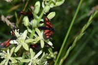 Zygaena romeo