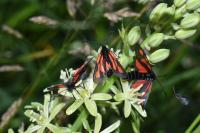 Zygaena romeo