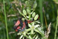 Zygaena romeo