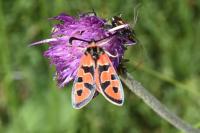 Zygaena fausta