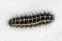 Zygaena lonicerae