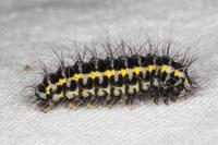 Zygaena lonicerae