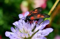 Zygaena viciae viciae