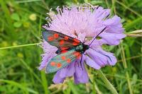 Zygaena transalpina