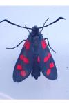 Zygaena filipendulae