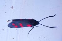 Zygaena filipendulae
