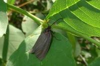 Aglaope infausta