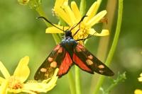 Zygaena filipendulae
