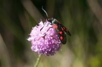 Zygaena filipendulae