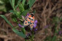 Zygaena fausta