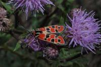 Zygaena fausta