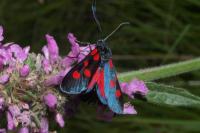 Zygaena lonicerae