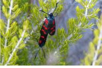 Zygaena filipendulae