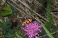 Zygaena fausta