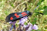 Zygaena filipendulae