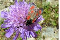 Zygaena loti