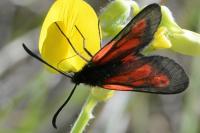 Zygaena romeo