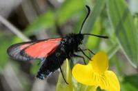 Zygaena romeo