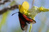 Zygaena romeo