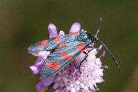 Zygaena filipendulae