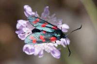 Zygaena filipendulae