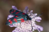 Zygaena filipendulae