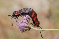 Zygaena lavandulae