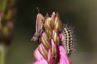 Zygaena lonicerae