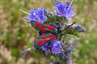Zygaena filipendulae