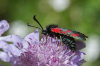 Zygaena loti