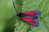Zygaena osterodensis