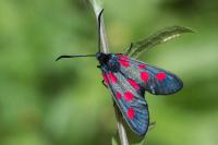 Zygaena lonicerae