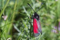 Zygaena purpuralis